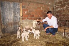 Süslü, Tek Batımda 7 Kuzu Doğurdu
