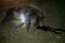 Domuz, Yolunu Şaşrınca?