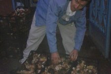 Ayı Mantarı Deyip Geçmeyin!