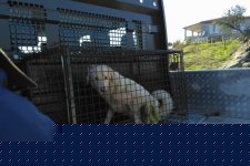 4 Günlük Esaret Sona Erdi!