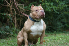 Pitbull Köpeğinin Kulübesine Zulalamışlar, Neyi Mi?