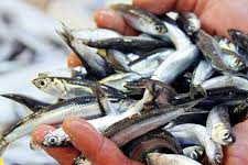 Çanakkale'de Hamsiye Gel, Hamsiye Diyemedik