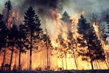 Tarihi Yarımada da Orman Yangını!