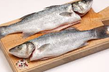 Gelibolu’da Oltayla 7 Kiloluk Levrek
