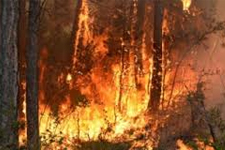 Antalya’daki Orman Yangınlarını PKK Çıkartmış