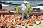 Ekonomi - Gezen Tavuk Çiftliğiyle, Paraya Para Demiyor