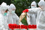 Türkiye - Kuş Gribi Geri Döndü