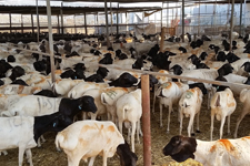 Suudi Arabistan?da Kurbanlıklar El Yakıyor!