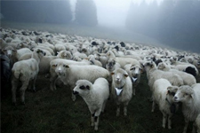 Koyunlar Esrar Yiyince?