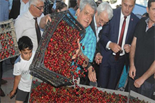 Birisi Bedava Kiraz mı Dedi?