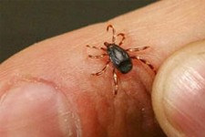 Kırklareli Dikkat :Kene Alarmı!