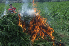 Kırklareli'de Uyuşturucu İmha Operasyonu