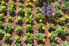 Kırklareli Yeşilleniyor